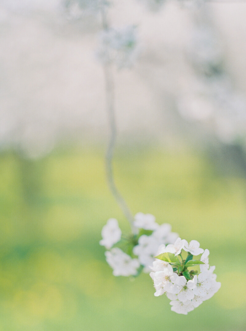 Cherry Blossom Wedding Shoot — Destination Wedding Blog, Honeymoon ...