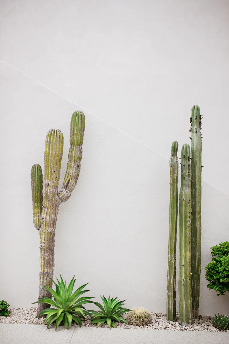 todos-santos-mexico-wedding.jpg