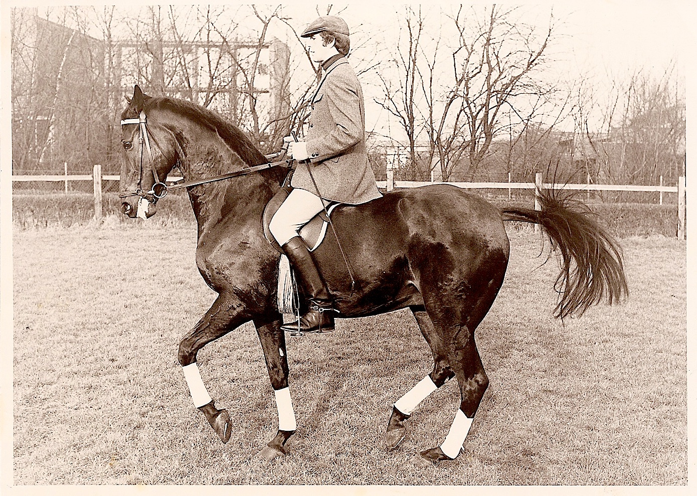 Politz on Hanoverian gelding