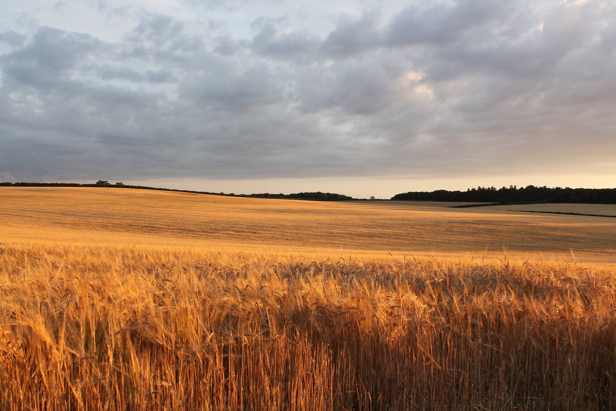 Sunset on Middle Quarles barley field.jpg