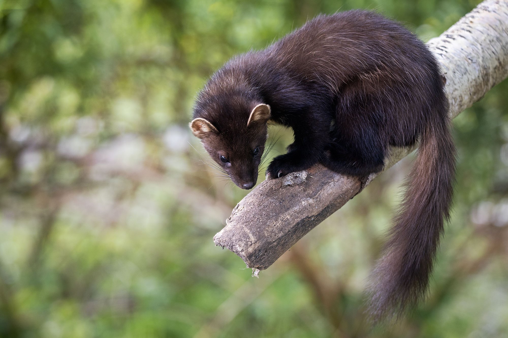 Pine-marten-on-branch-copy.jpg