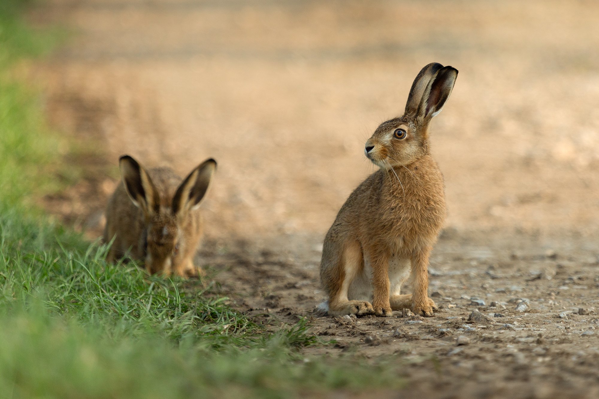 Lookout leveret.jpg