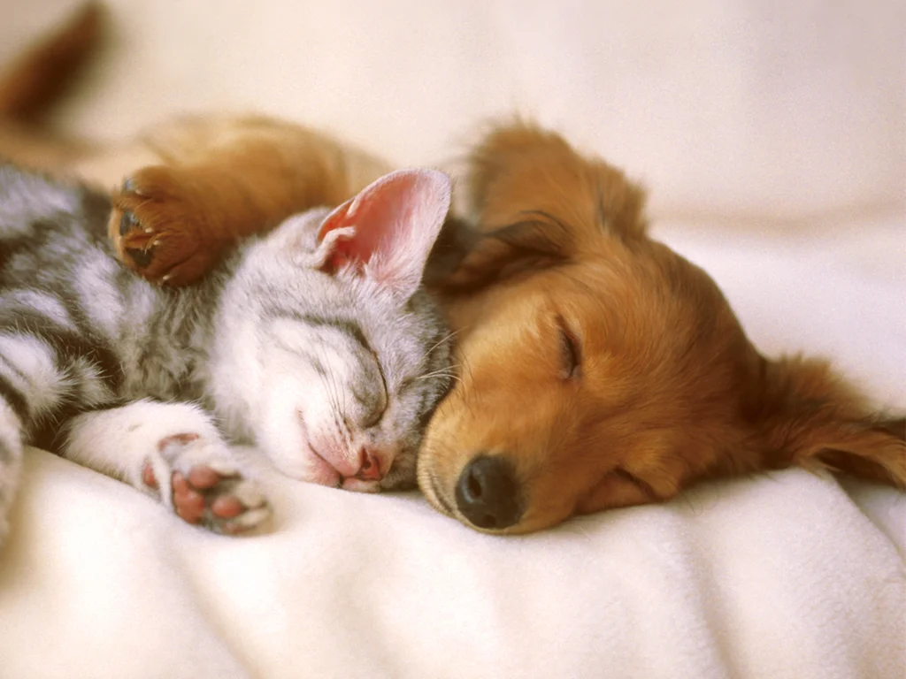 cute-pets-20730-21267-hd-wallpapers.jpg