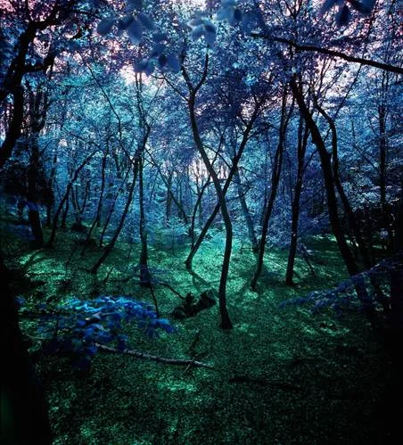 Albert Delamour Wonderland 03, 2014 Metallic C-Print