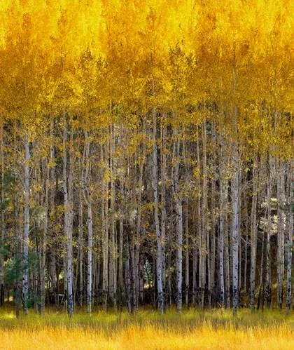 Albert Delamour Wonderland Aspen, 2014 Metallic C-Print