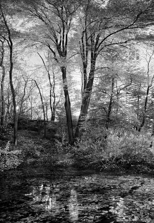 Jeff Liao Central Park Autumn 7, 2015 Pigment ink print