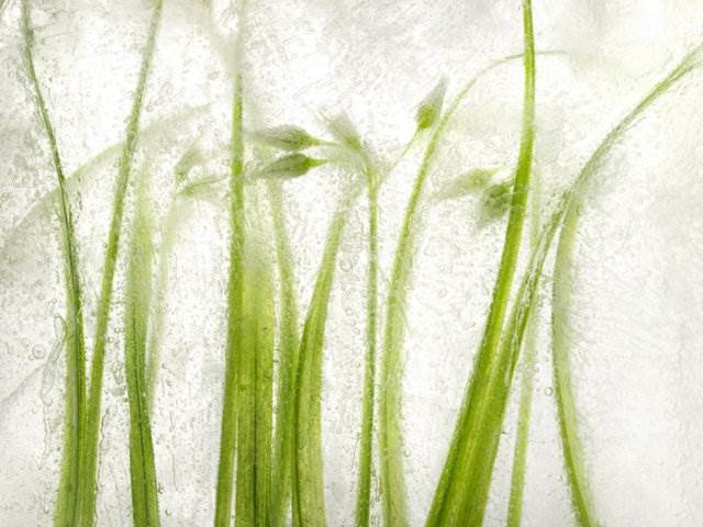 Ryuijie Ice Forms (Grass), 2012 Digital pigment print on Museo paper
