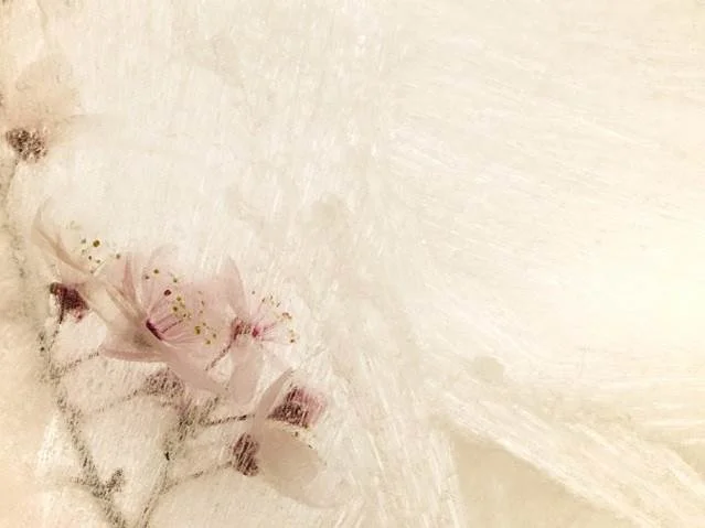 Ryuijie Ice Forms (Flowers), 2012 Digital pigment print on Museo paper