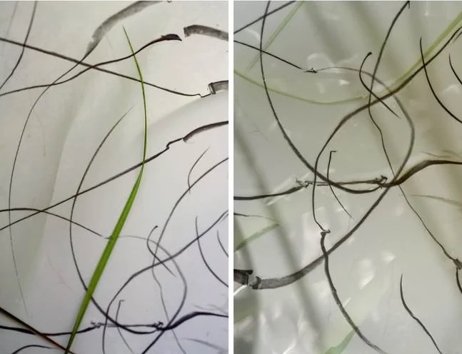 Linda Cummings Marsh Marks II, 2014 Archival pigment print on cotton rag paper