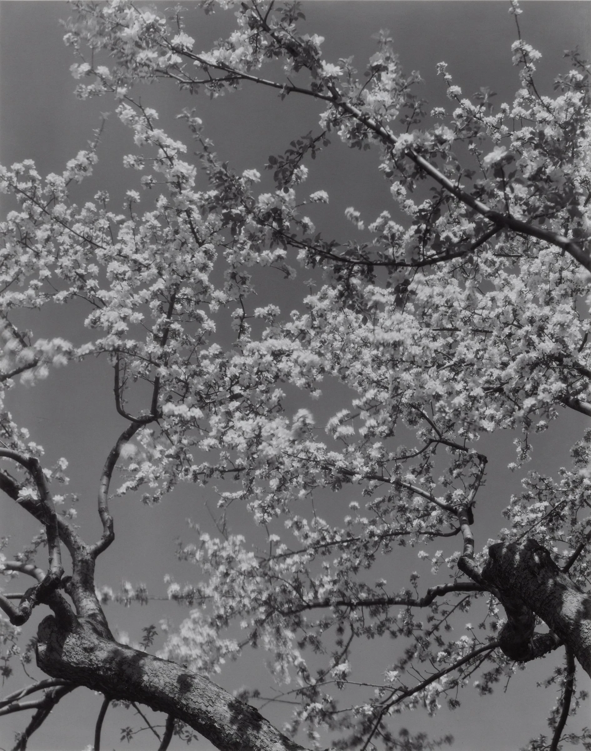Edward Steichen Apple Blossoms, 1932 Black and white print mounted on museum board