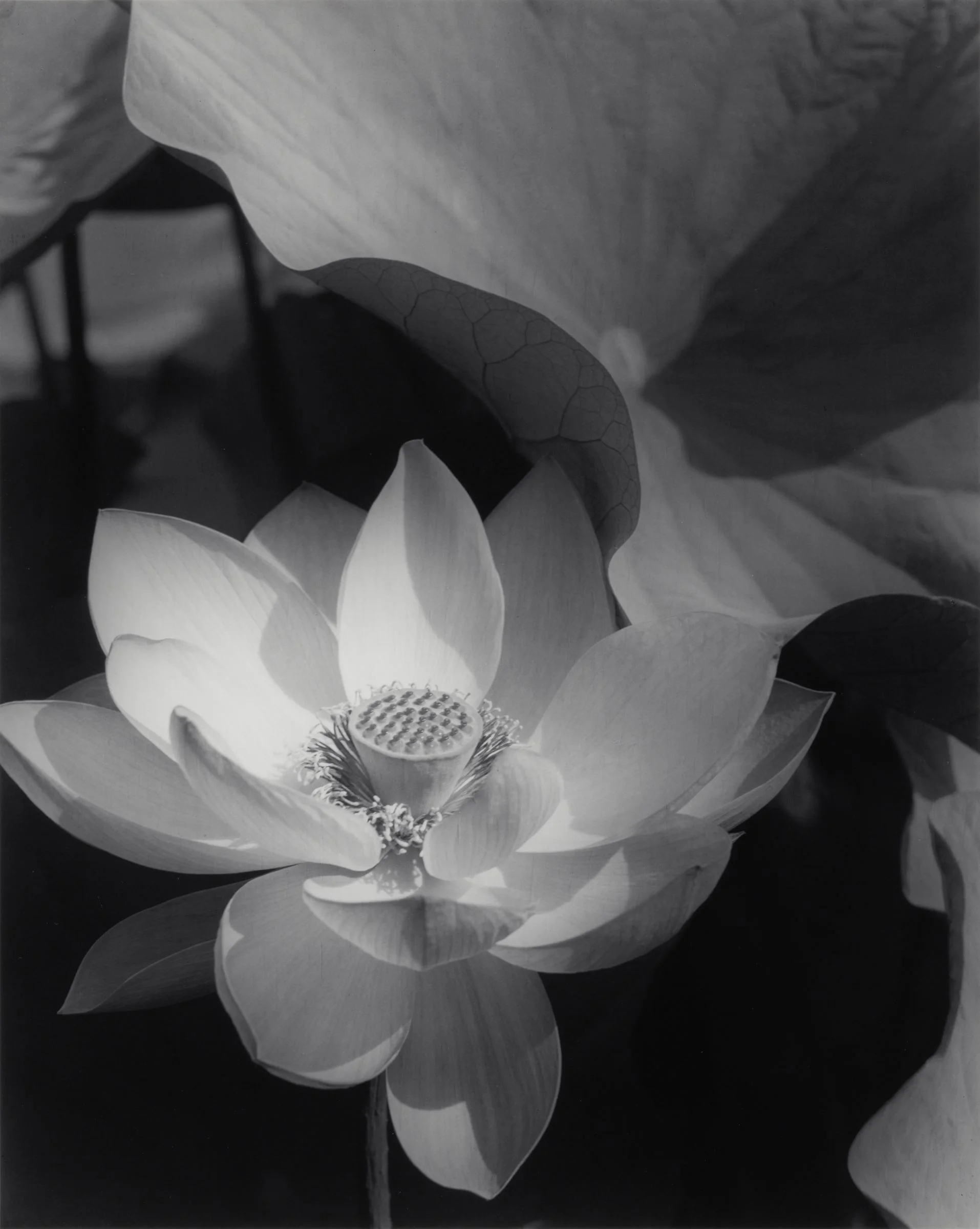 Edward Steichen Lotus, 1915 Black and white print mounted on museum board