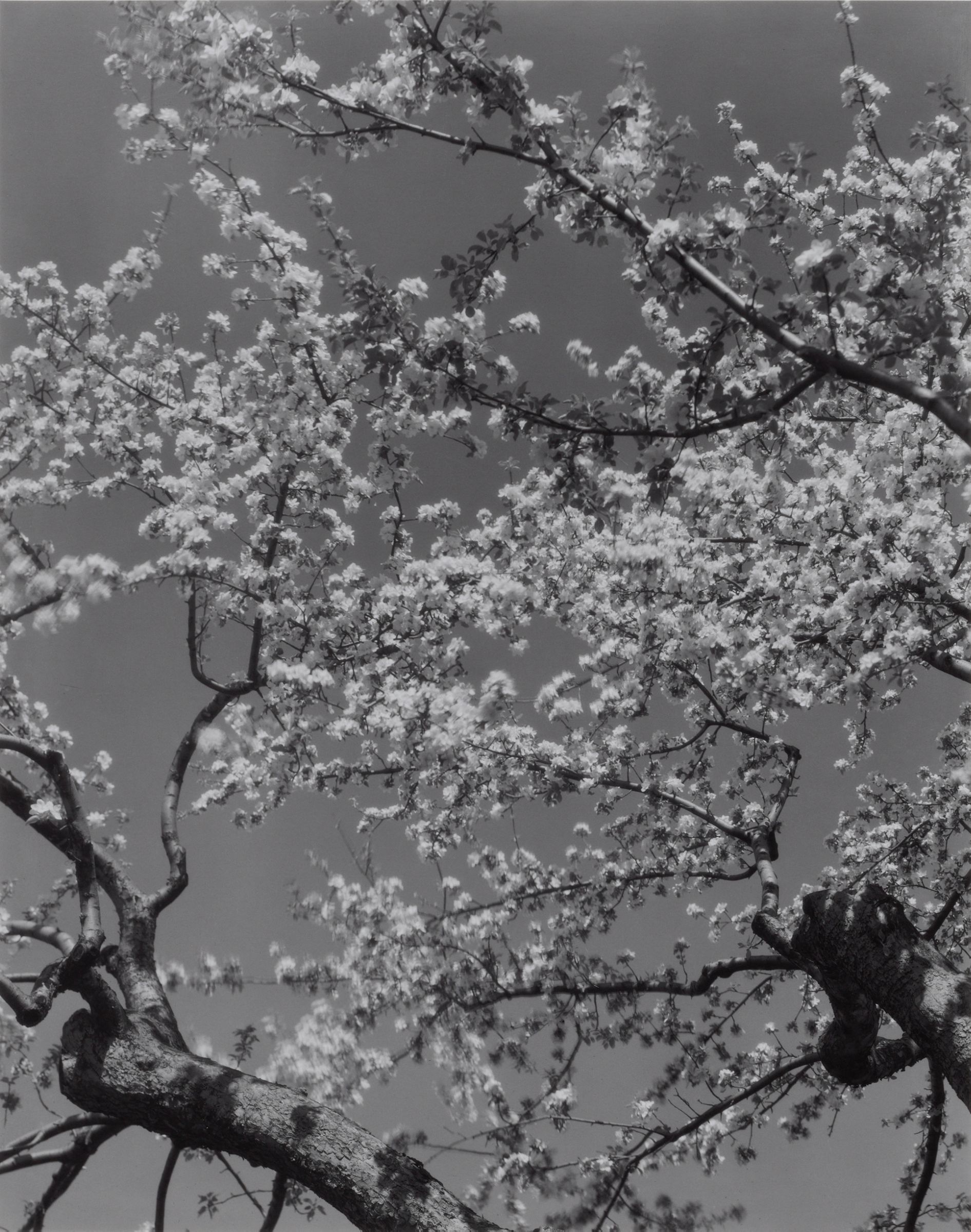 Edward Steichen Apple Blossoms, 1932 Black and white print mounted on museum board