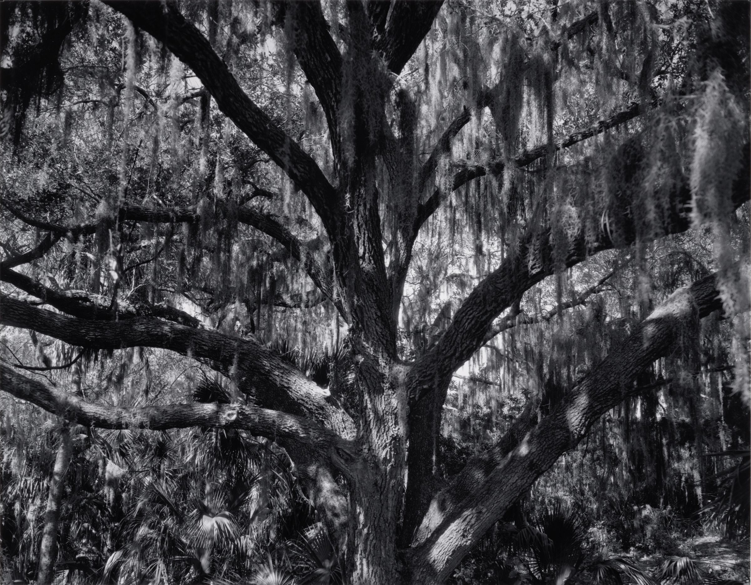 Edward Steichen Florida Jungle, 1936 Black and white print mounted on museum board