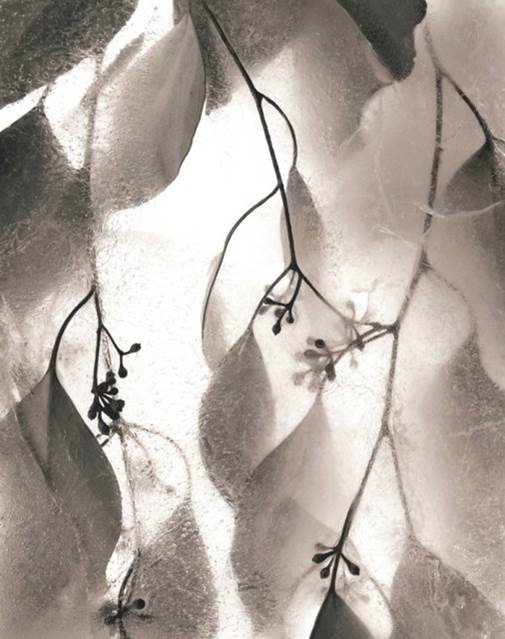 Ryuijie Ice Form, 2014 Platinum print