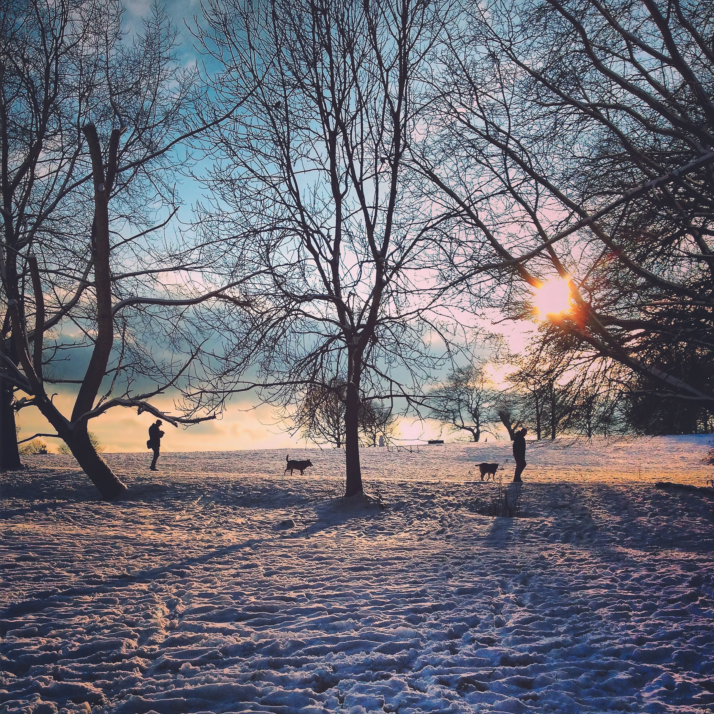 Snowy Walk