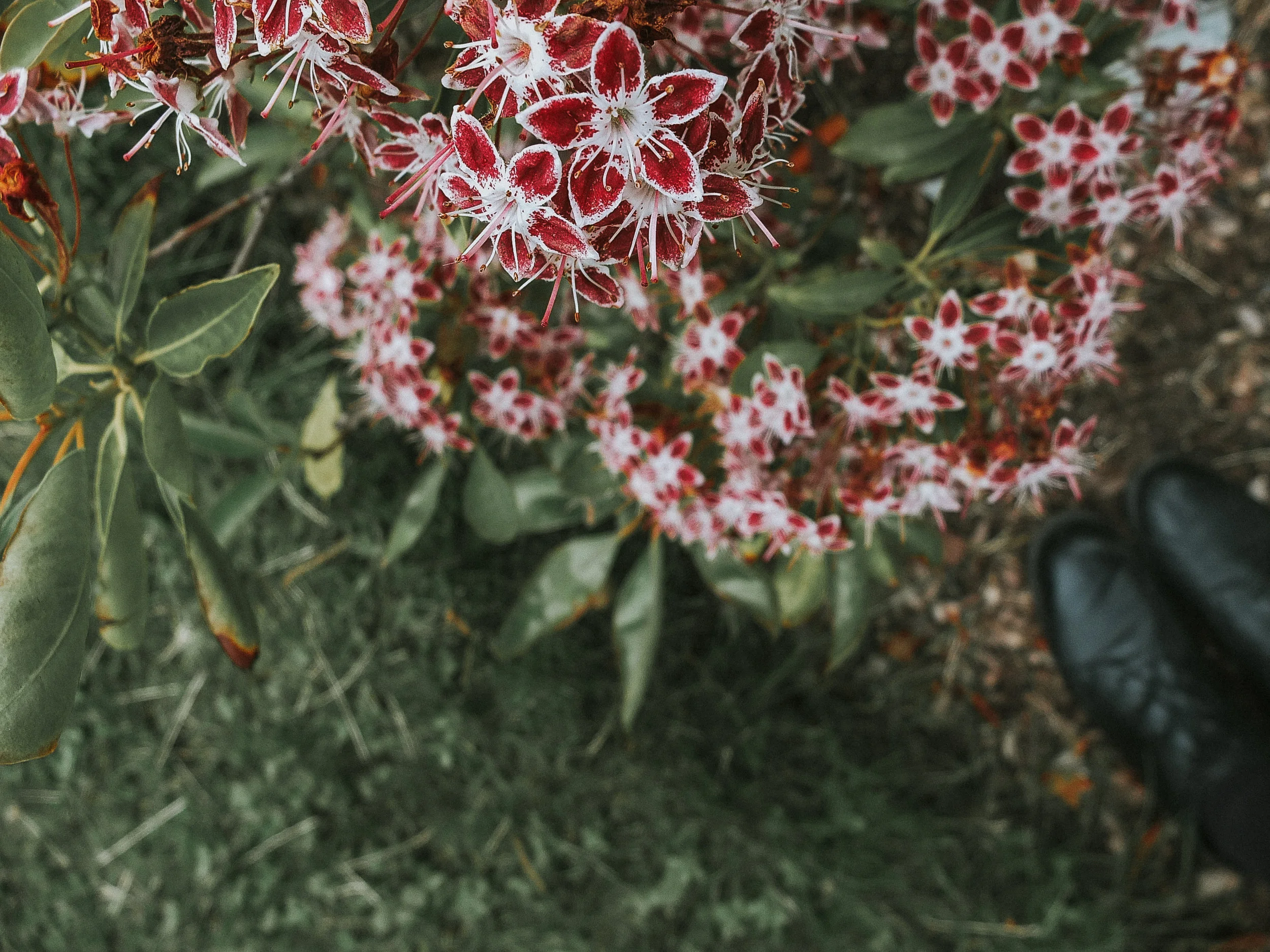 ShoesinBlooms (1 of 1).jpg