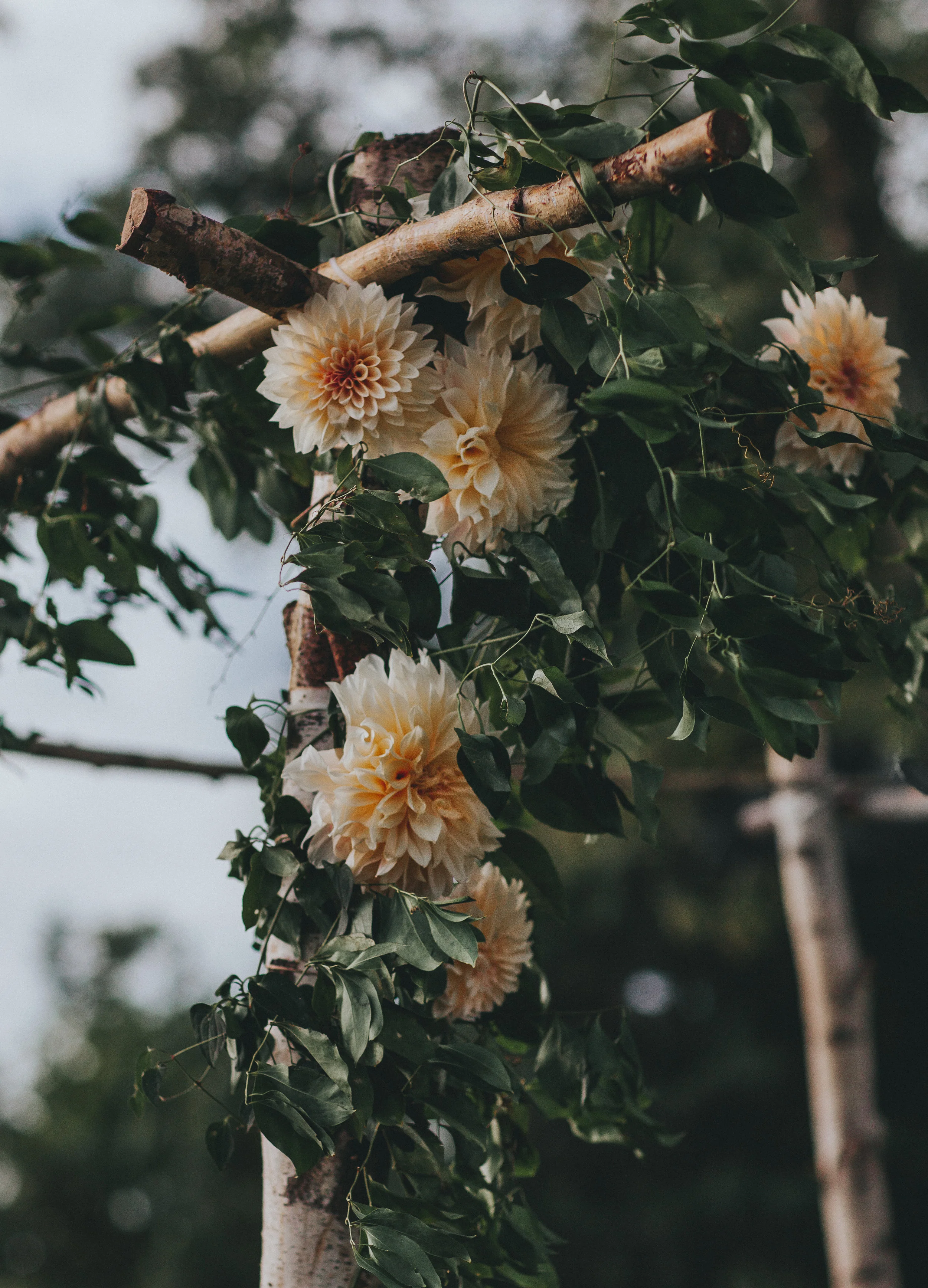 Dahlias1 (1 of 1).jpg