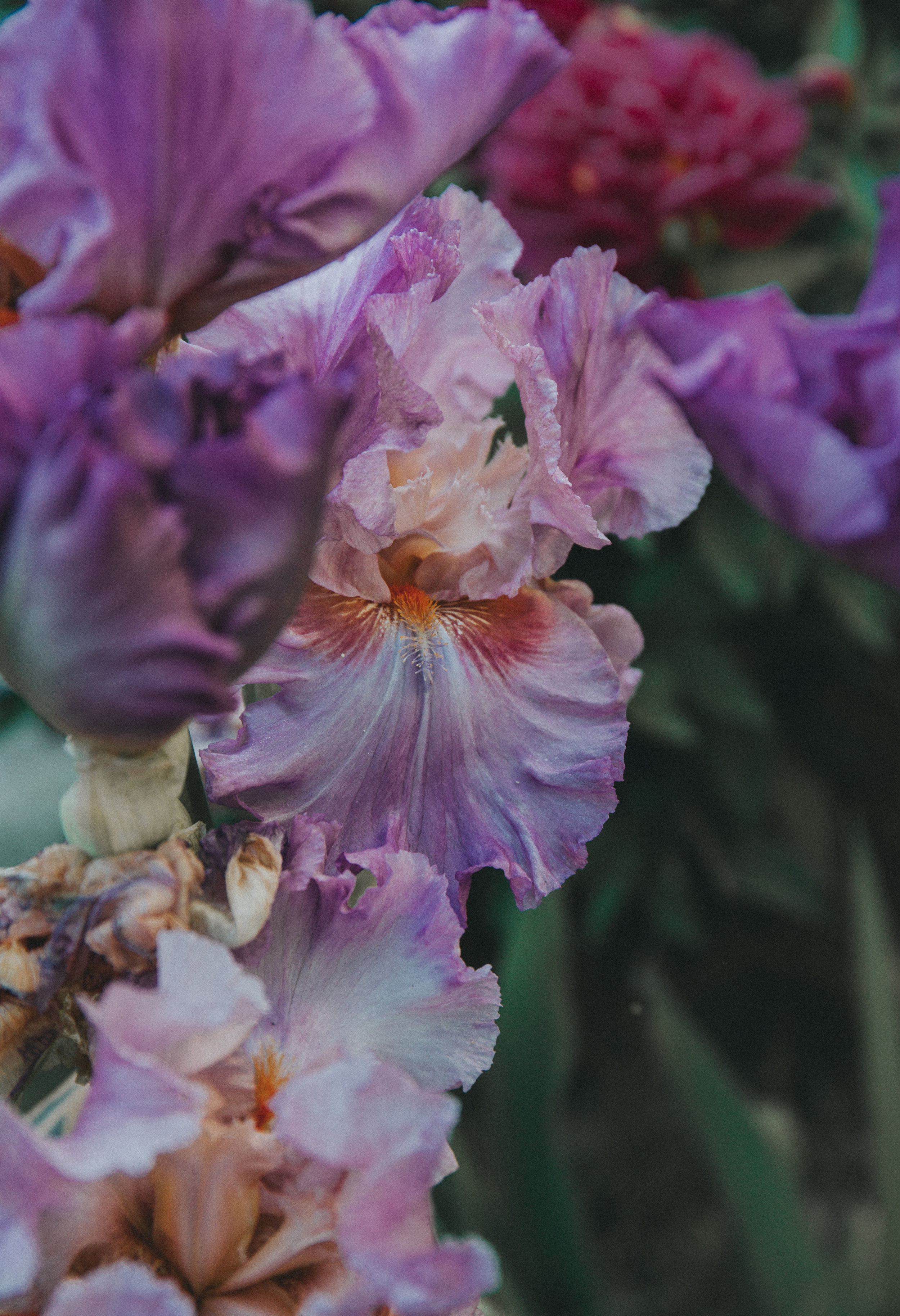 iris (1 of 1).jpg