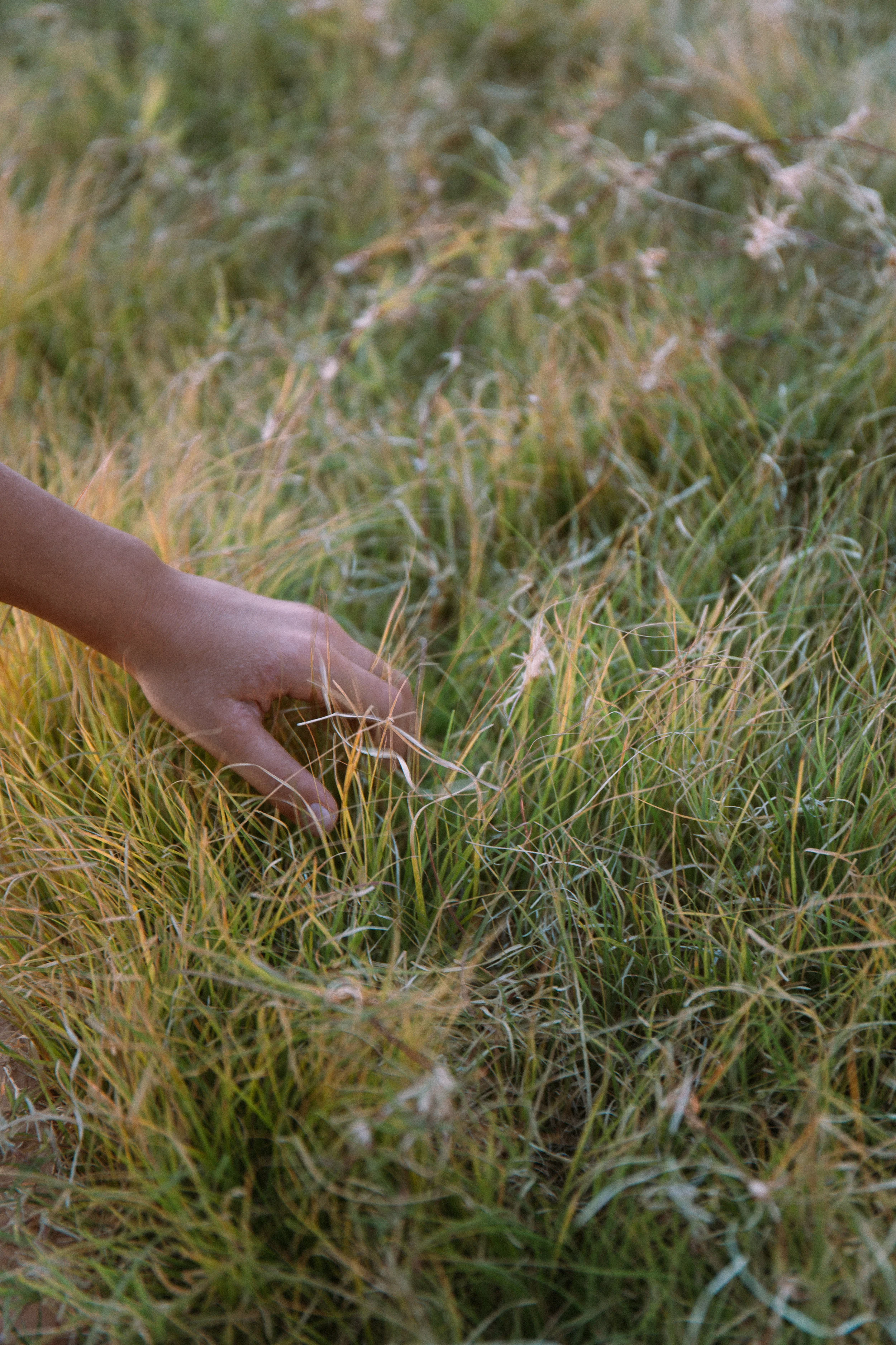 bunnygrass (1 of 1).jpg