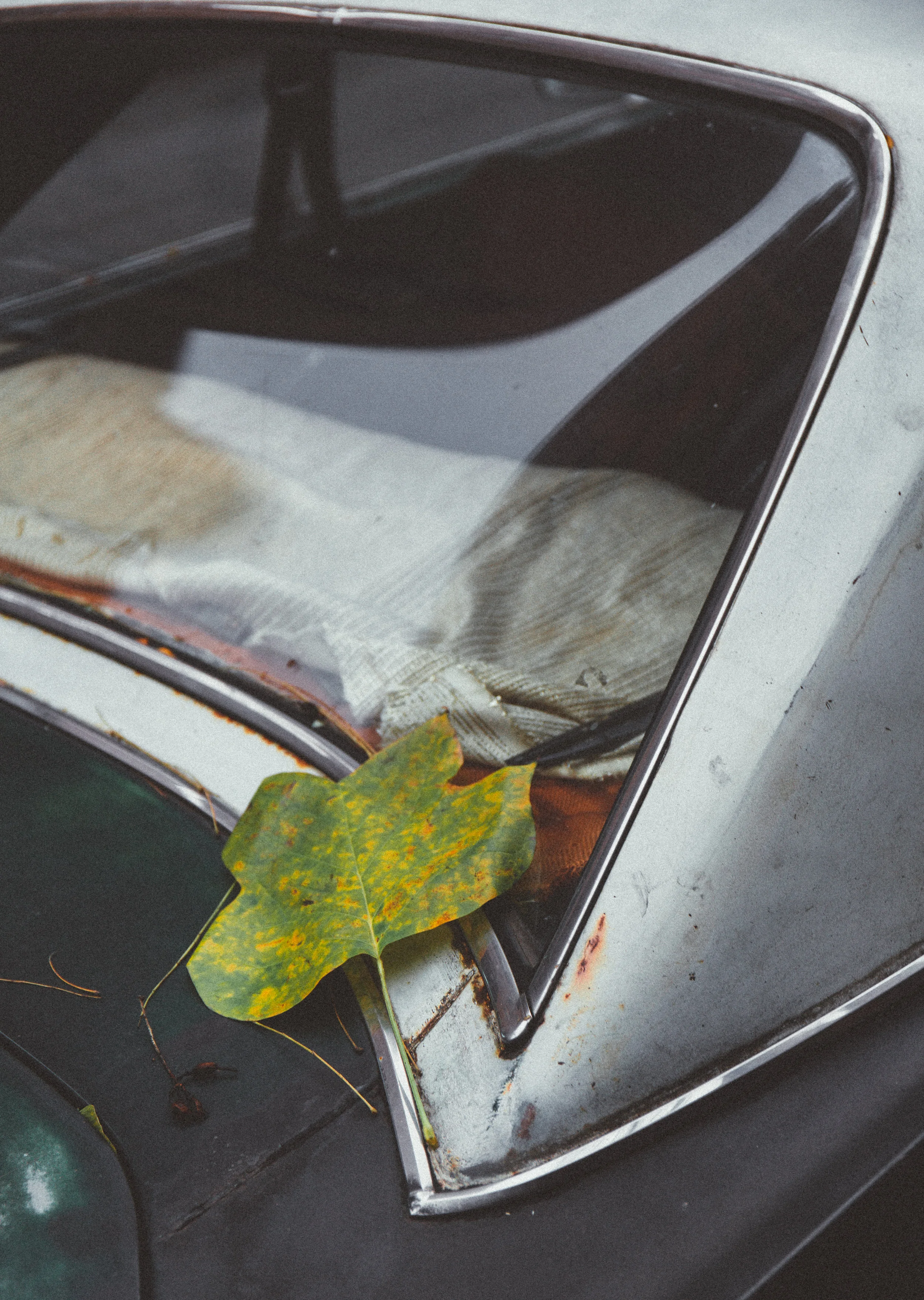 leaf (1 of 1).jpg