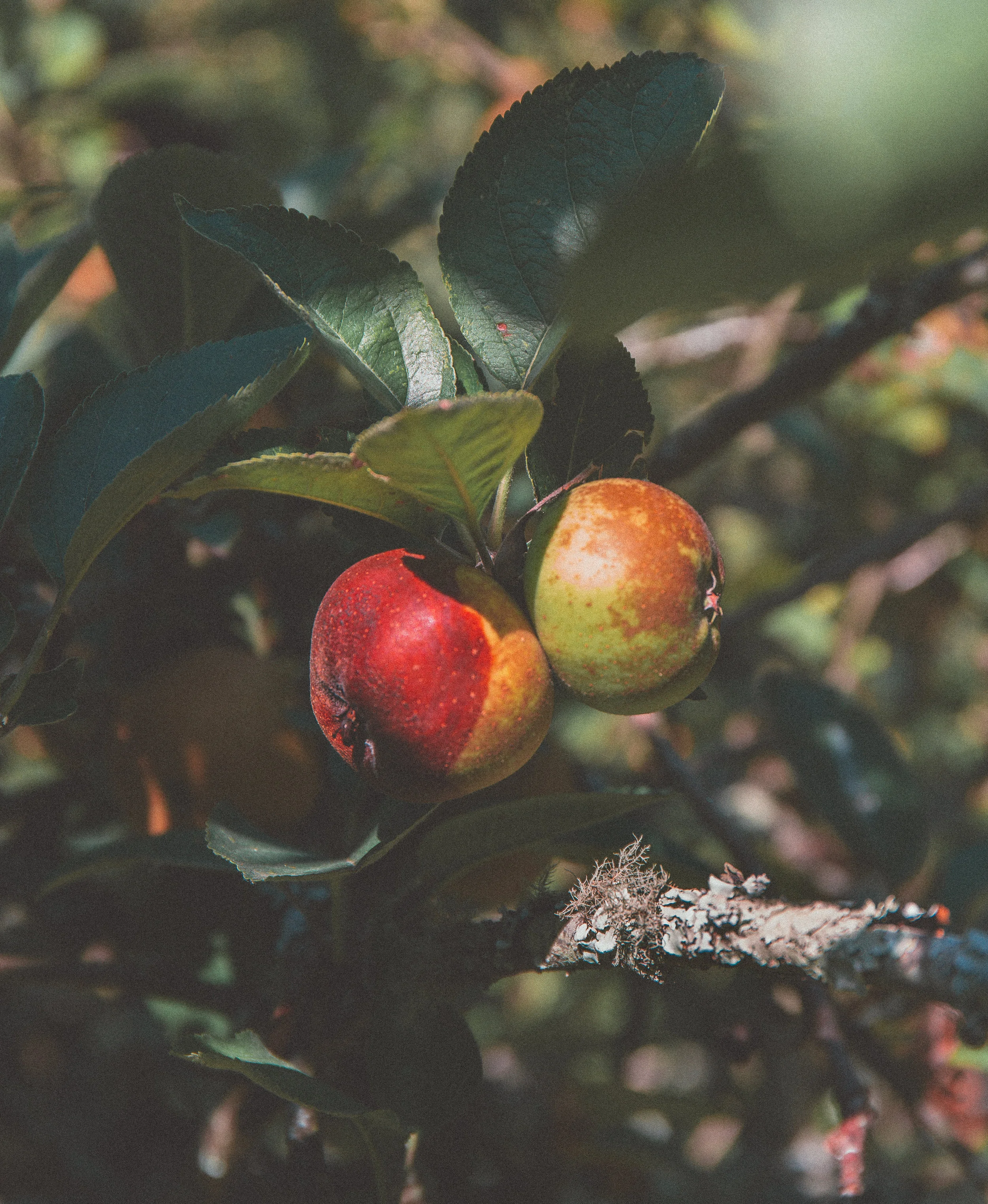 santiapples (1 of 1).jpg