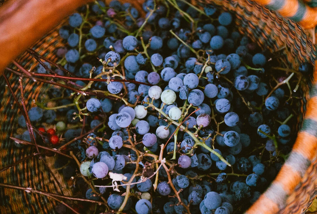 grapez (1 of 1).jpg