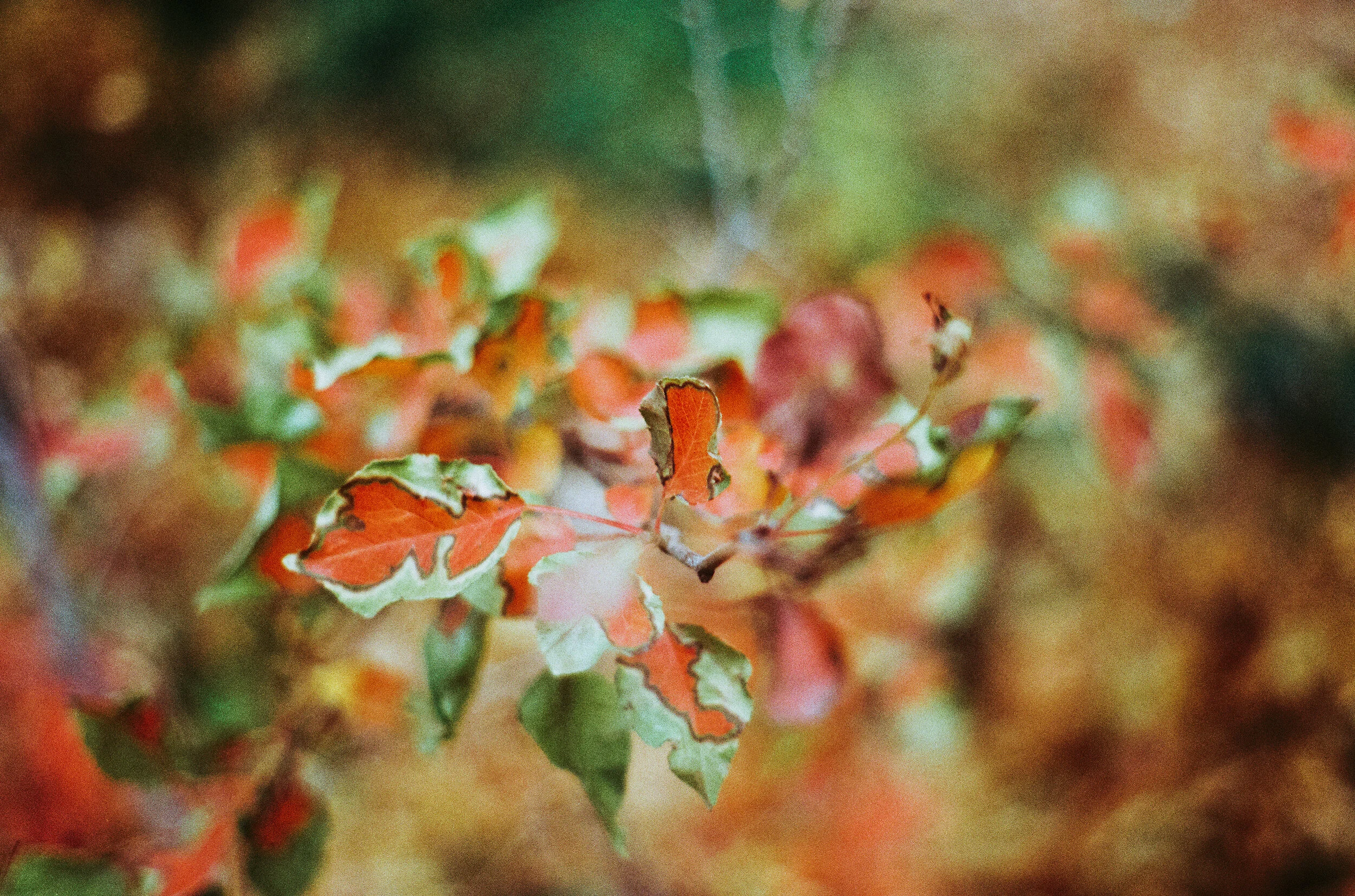 fallfall (1 of 1).jpg