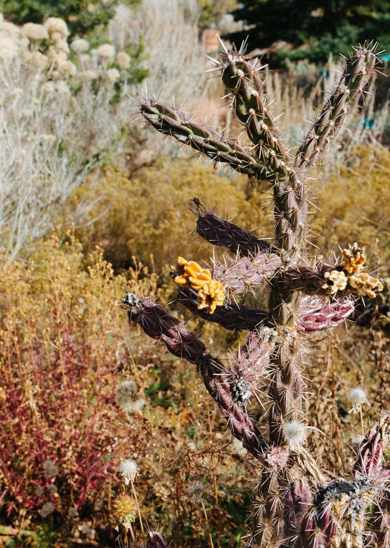 purplecactus (1 of 1).jpg
