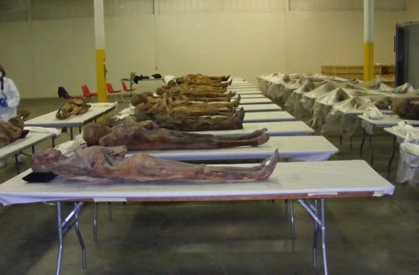 Mummy curating process 