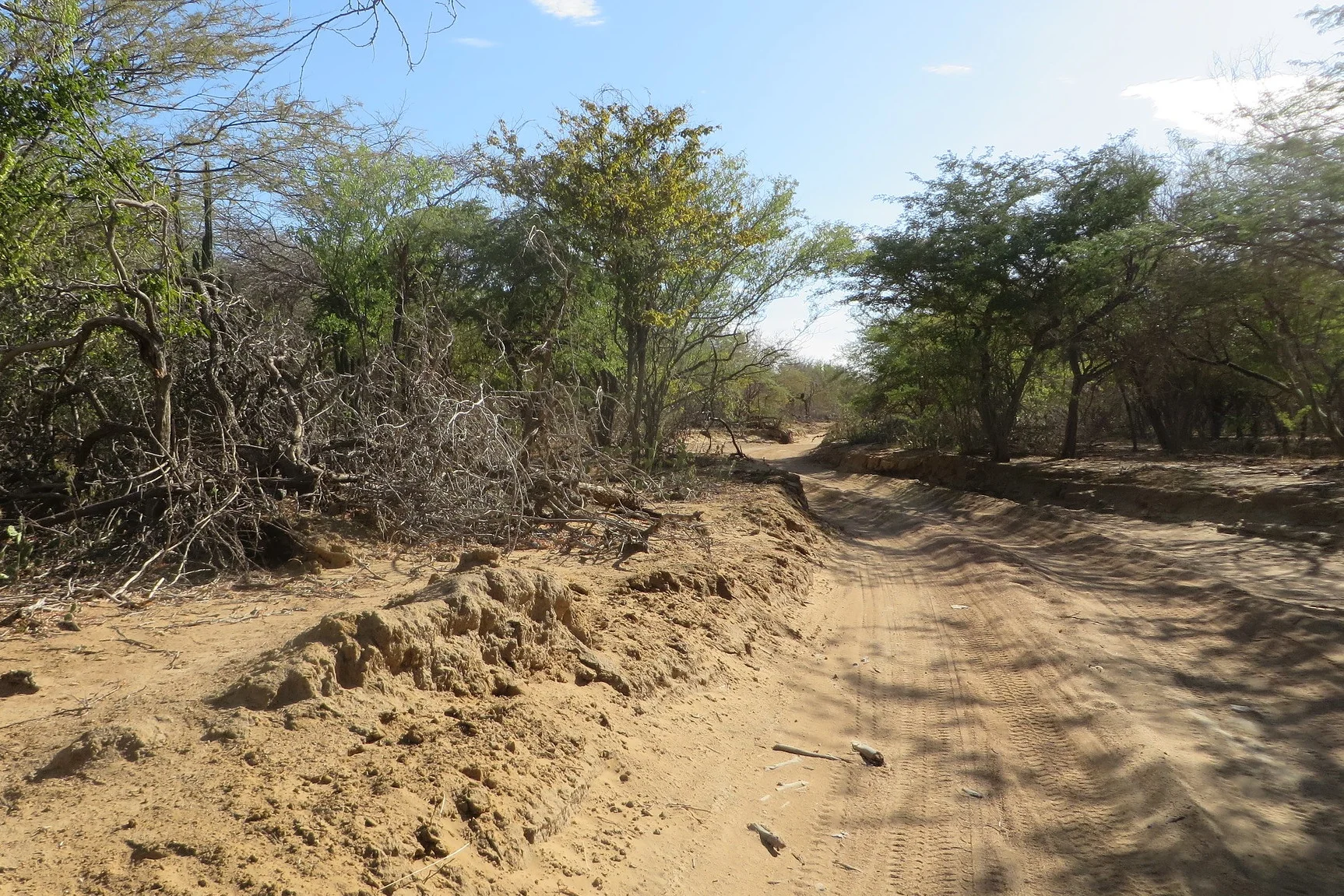 Shrubs and dry terrain, La Guajira, Colombia