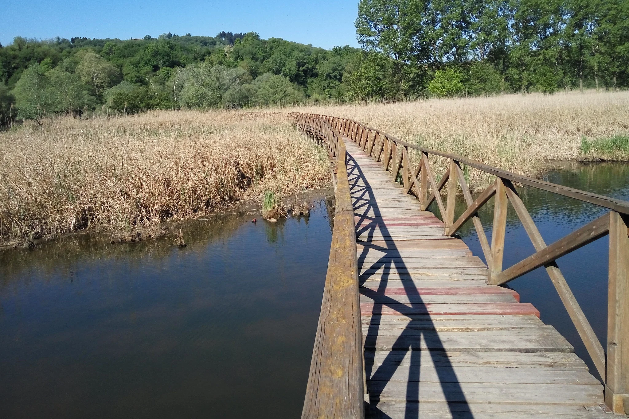 Riparian zone in Arlate, Lombardia, Italia