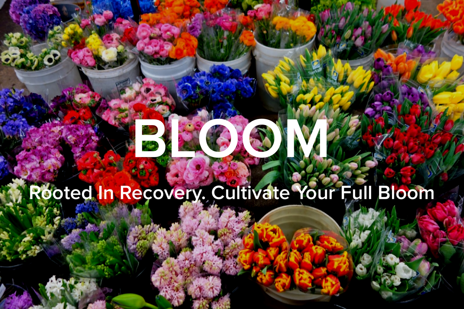 BLOOM club.png