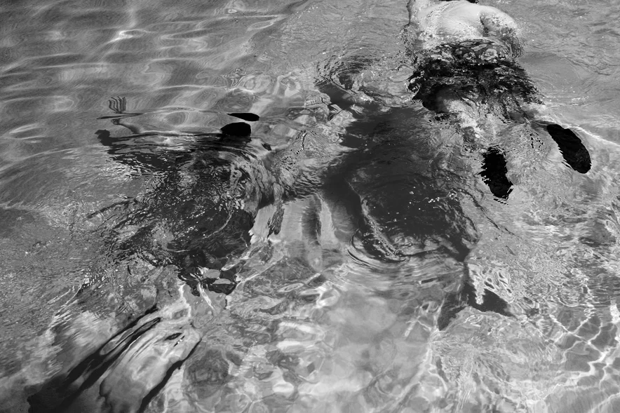 Norman_Camp_08 copy.jpg