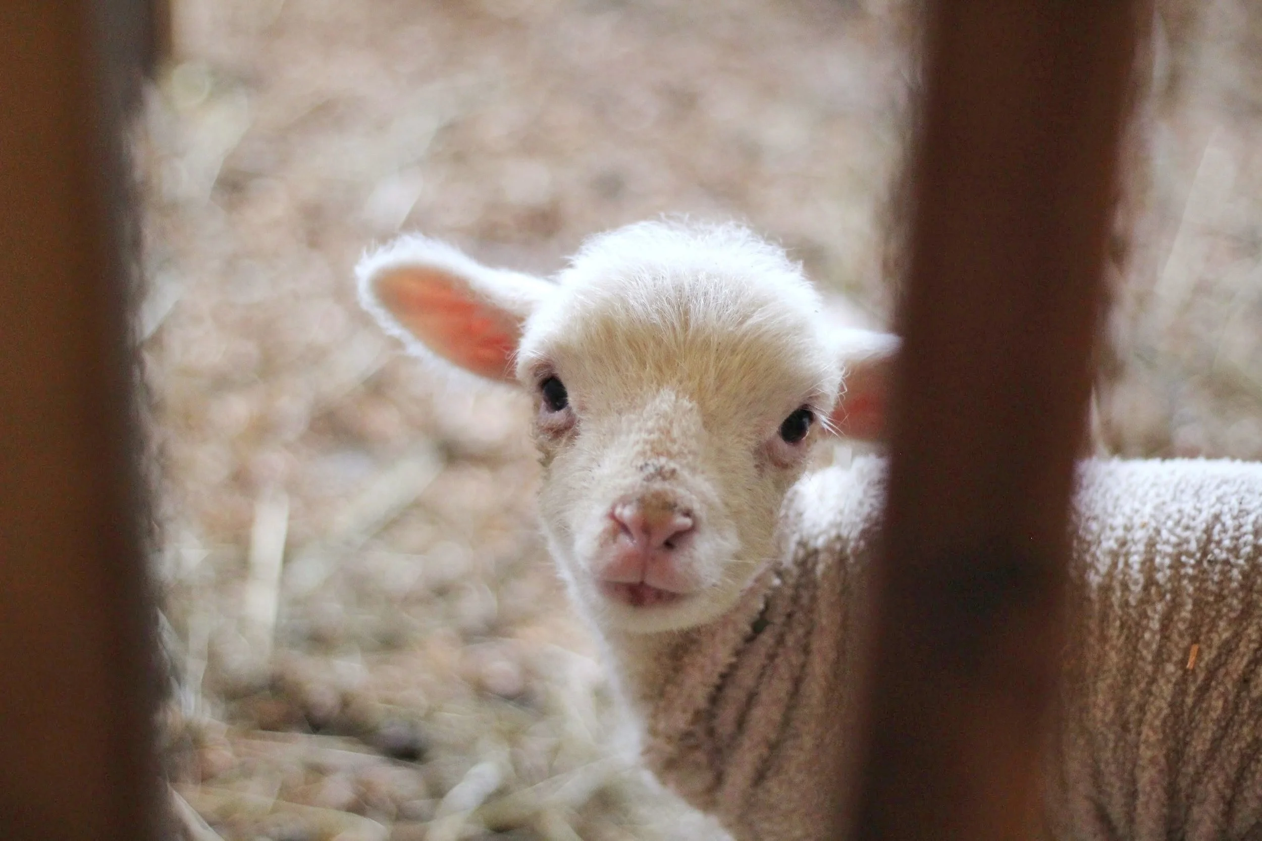 I imagine Eliab looking like this little lamb... cute, but ineffectual in battle.