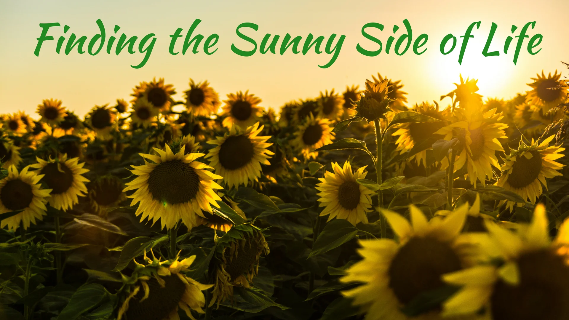 banner-finding-the-sunny-side-of-life-01.jpg