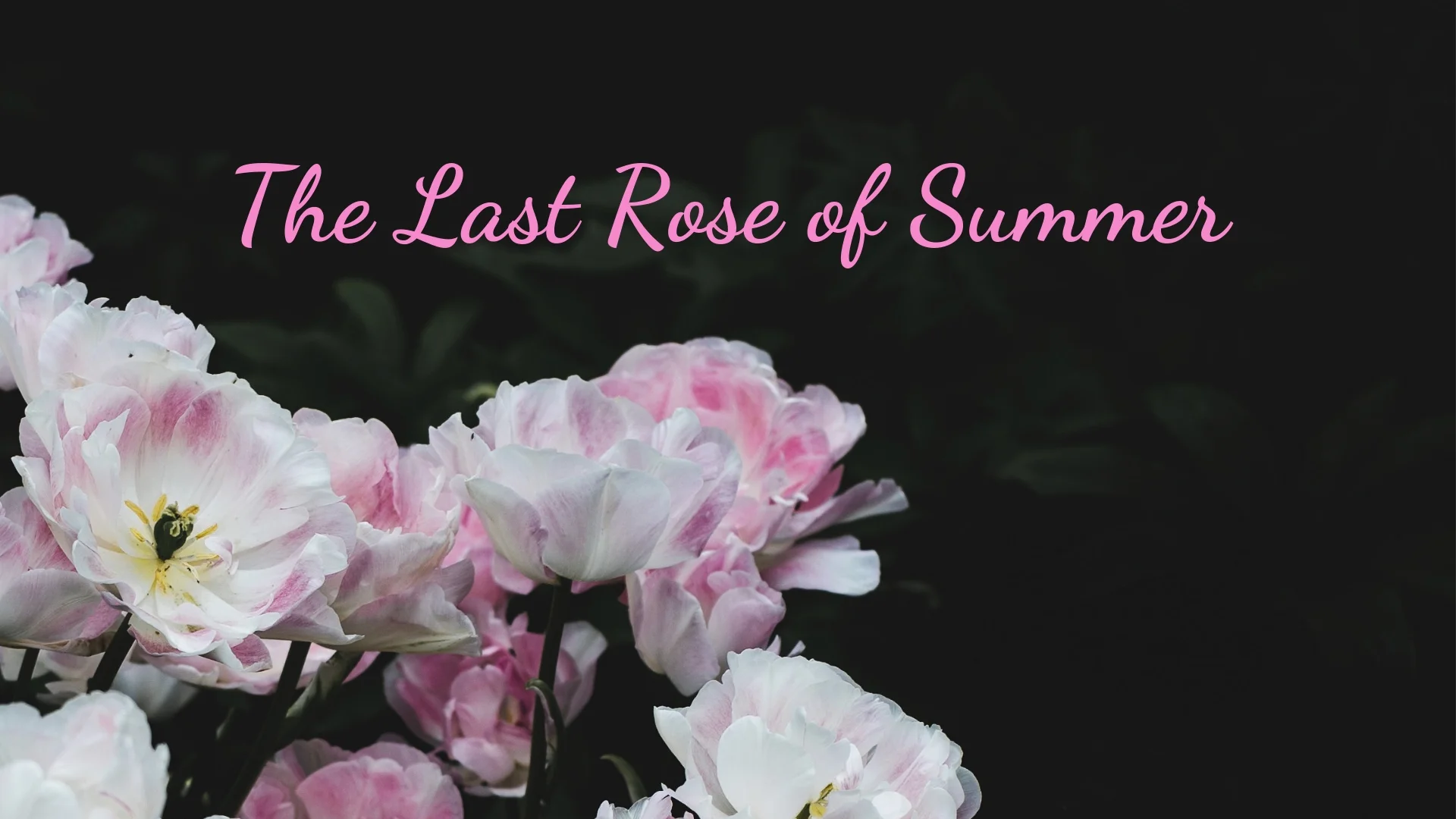 banner-the-last-rose-of-summer-02.jpg