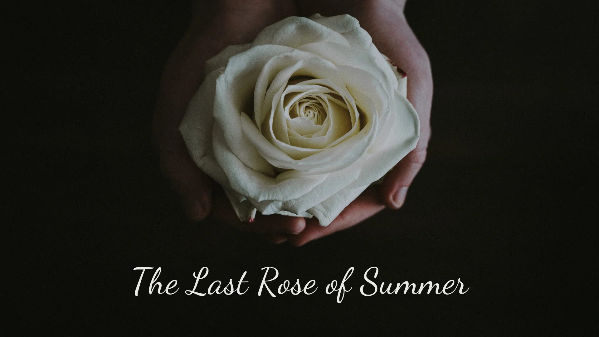 banner-the-last-rose-of-summer-01.jpg