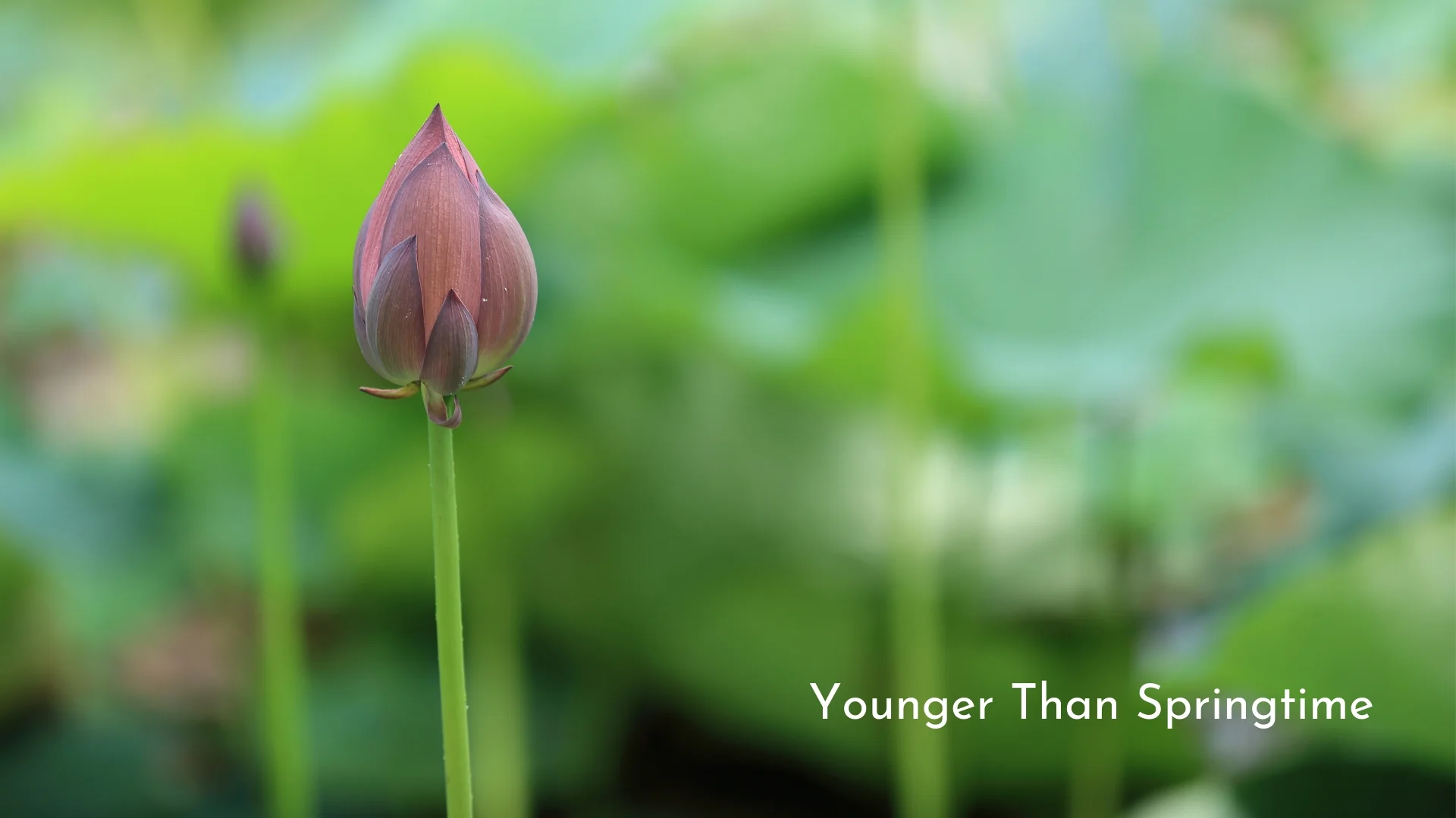 banner-standards-to-love-springtime-in-my-heart-05.jpg