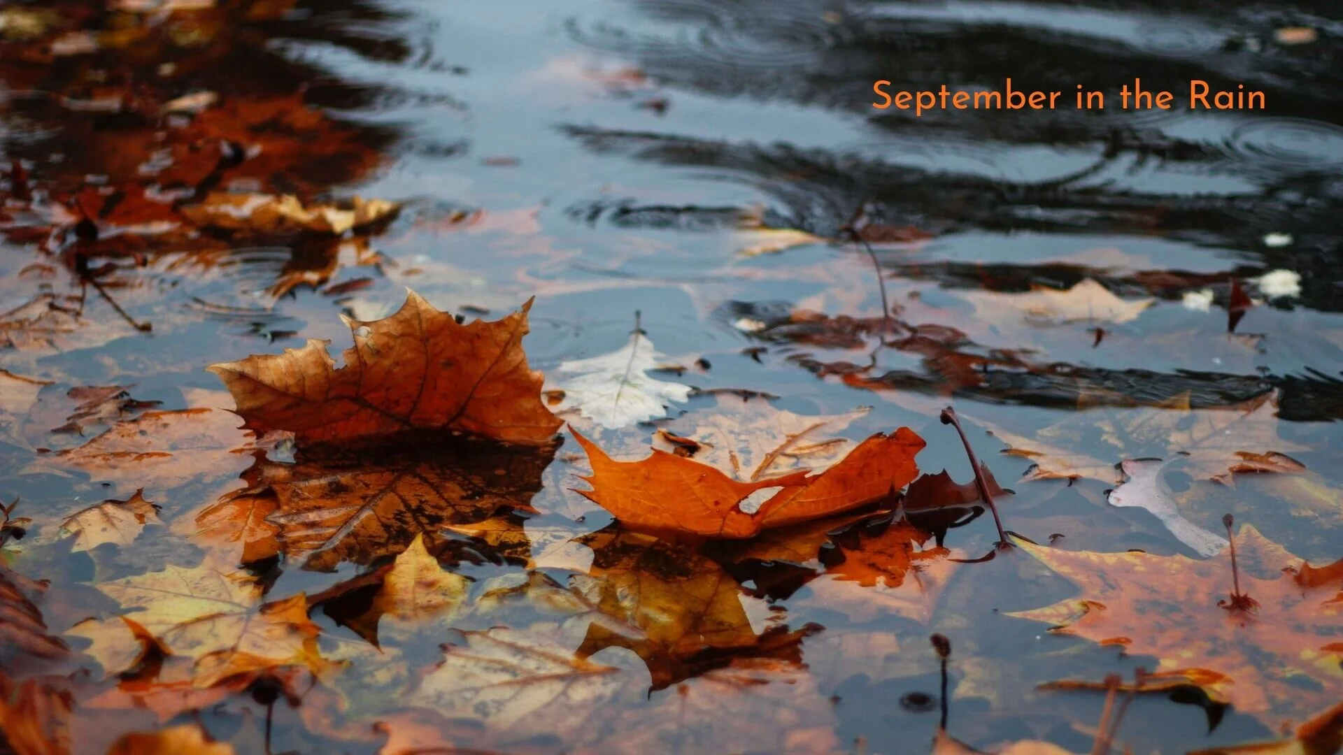 banner-standards-to-love-the-autumn-of-the-year-06.jpg