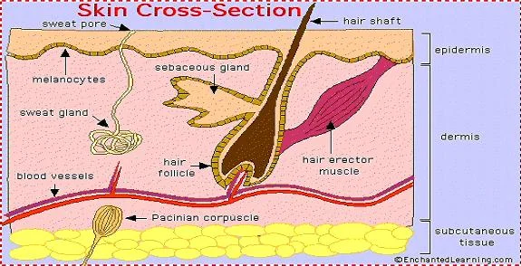 Skin Cross Section