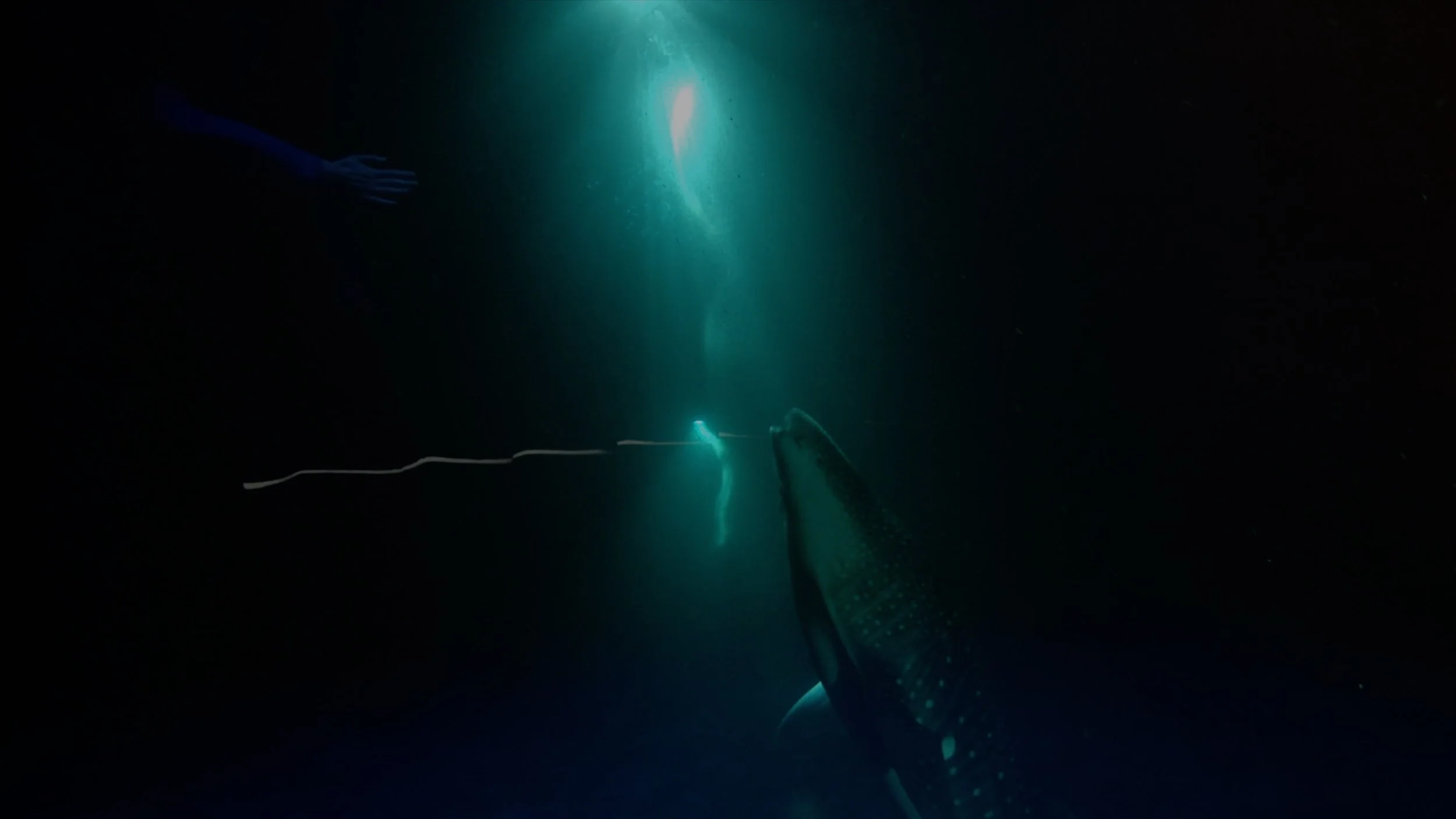 image of human hand opening a curtain of light with whale shark ascending to ocean surface