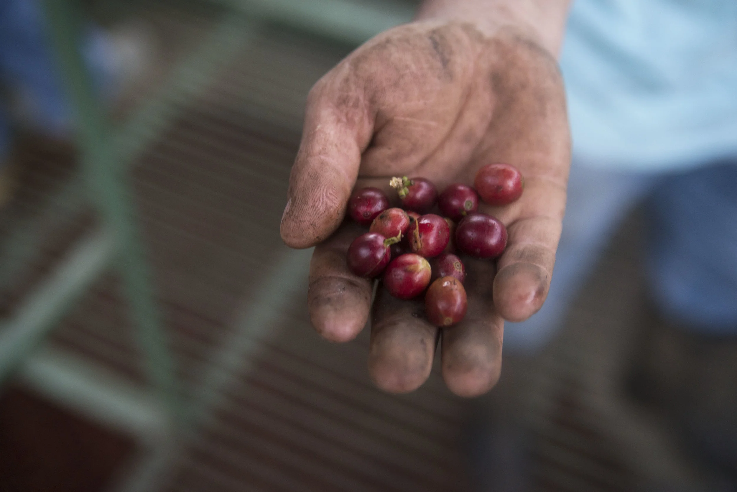 cherries.jpg