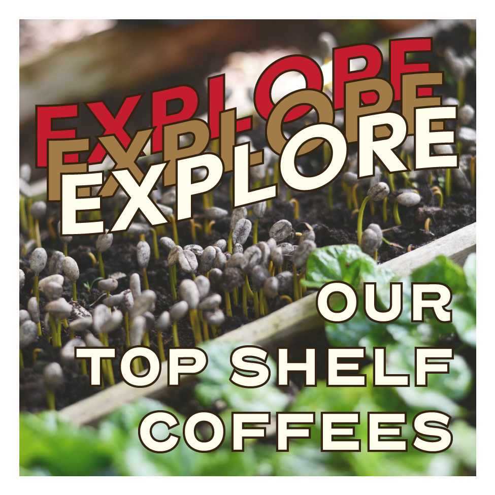 Chemex — Texas Coffee Traders