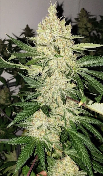 Web_SuperLemonHaze.jpg