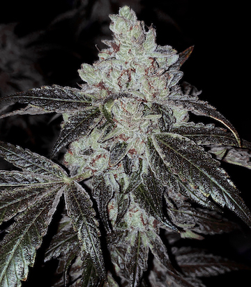 Web_OGKushAutoflowerR5.jpeg