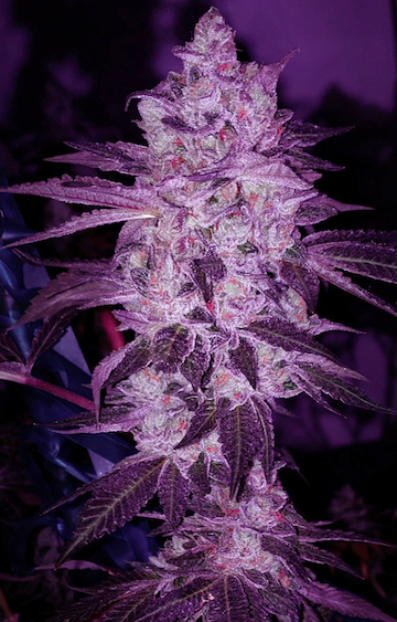 Web_PurpleRoze.jpeg