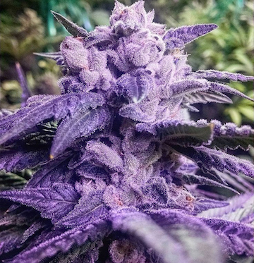 Web_TempleKushF-2ALine.jpeg