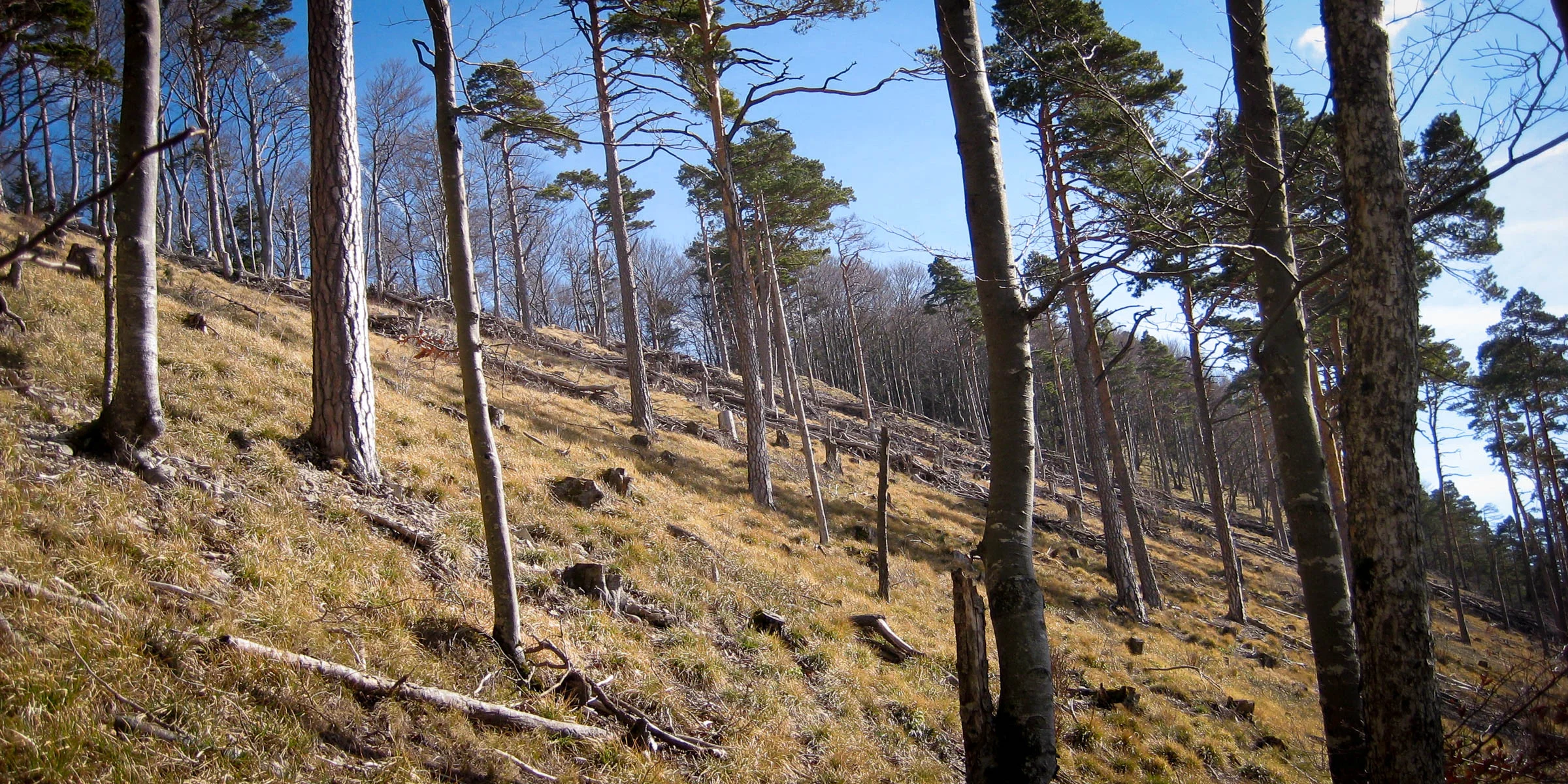Lichter Wald.jpg