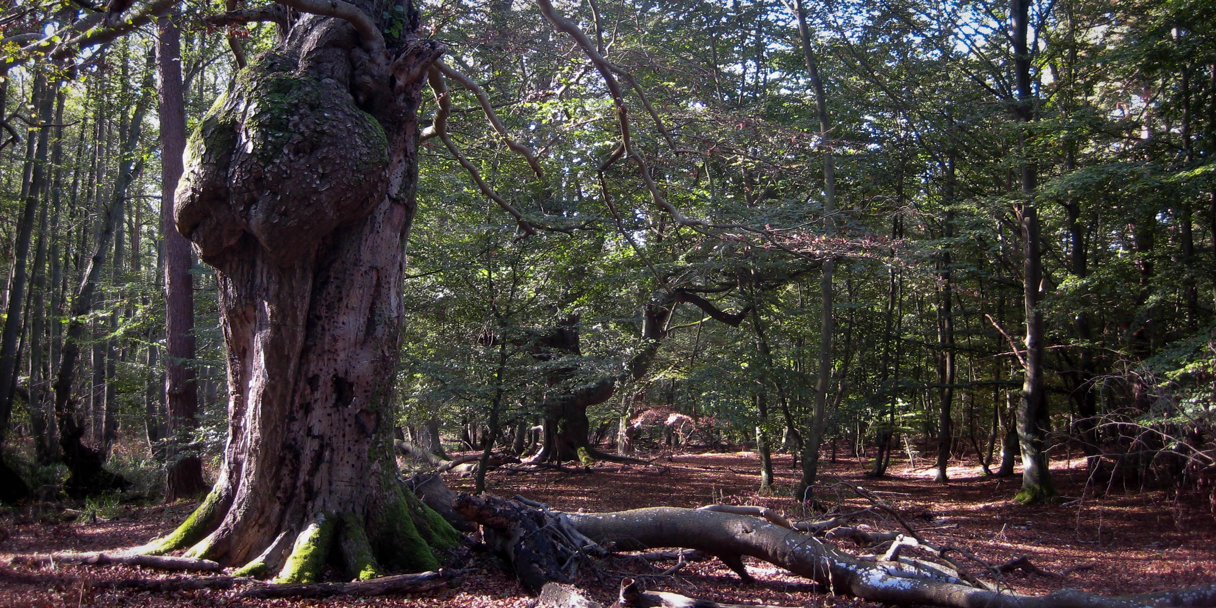 Waldnaturschutz.jpg