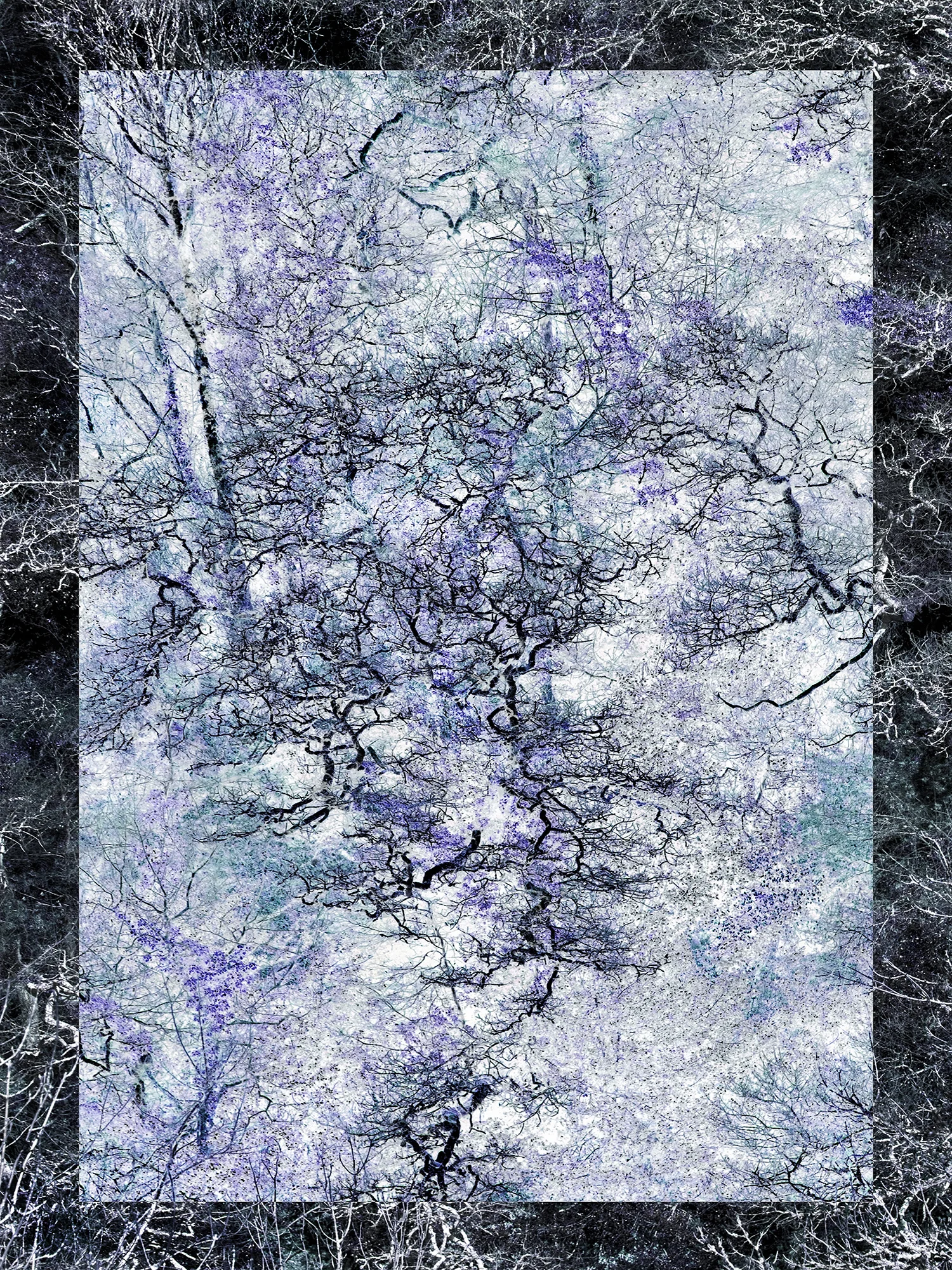 AF Blue Trees.P.Mihalka.jpg